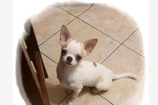 Chihuahua śliczny odchowany piesek biały w łatki