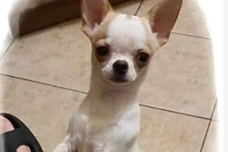 Chihuahua śliczny odchowany piesek biały w łatki, Śląskie, Częstochowa