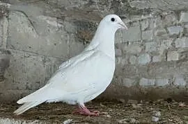 Golembie pocztowe