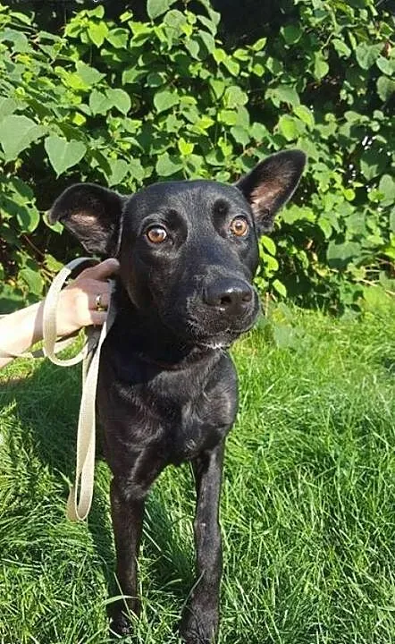 Salvo - średni, przyjazny pies - do adopcji, mazo