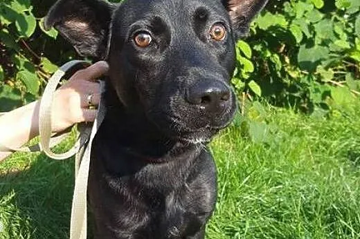 Salvo - średni, przyjazny pies - do adopcji,  mazo