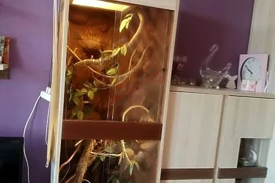 Sprzedam terrarium dla kameleona, gekona lub weża, Dolnośląskie, Wrocław