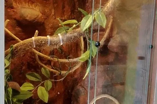 Sprzedam terrarium dla kameleona, gekona lub weża, Dolnośląskie, Wrocław