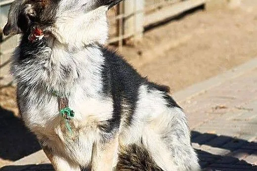 DOMINO pełen uroku, nieśmiały piesek szuka cierpli