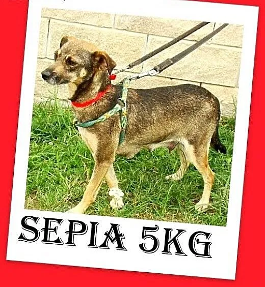 5kg,ratlerek mix,smukła,łagodna,tulaśna suczka SEP