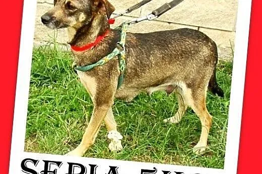 5kg,ratlerek mix,smukła,łagodna,tulaśna suczka SEP
