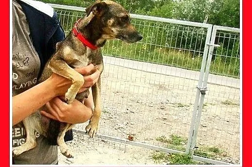 5kg,ratlerek mix,smukła,łagodna,tulaśna suczka SEP