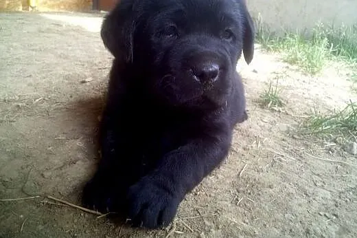 Szczenięta Labrador Retriever,  podkarpackie Łańcu