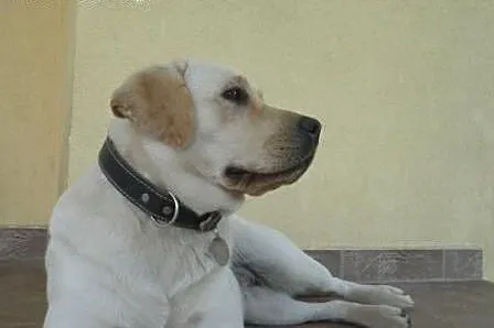 Szczenięta Labrador Retriever,  podkarpackie Łańcu
