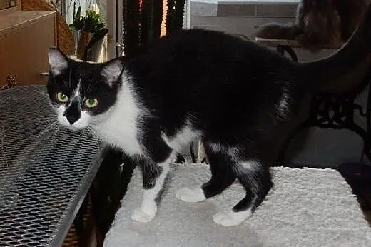 Milenka do adopcji!!,  łódzkie Łódź