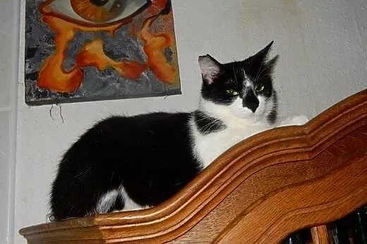 Milenka do adopcji!!,  łódzkie Łódź