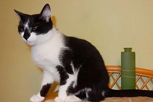 Milenka do adopcji!!,  łódzkie Łódź