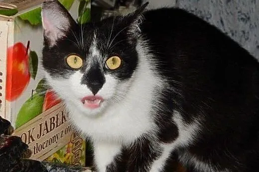 Milenka do adopcji!!,  łódzkie Łódź