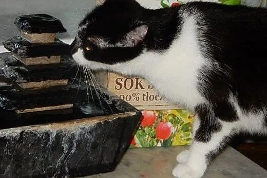 Milenka do adopcji!!,  łódzkie Łódź