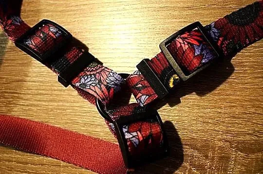 Szelki dla psa z serii Story Carnival od marki Chaba - solidne ., Kujawsko-pomorskie, Chełmno