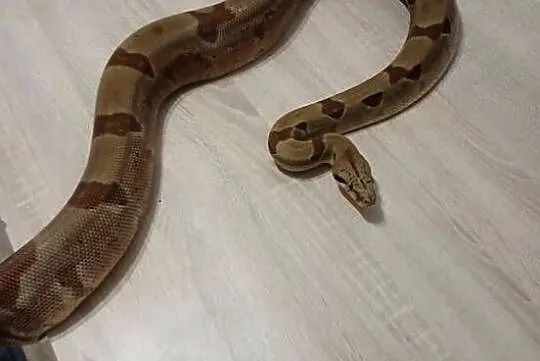 boa imperator