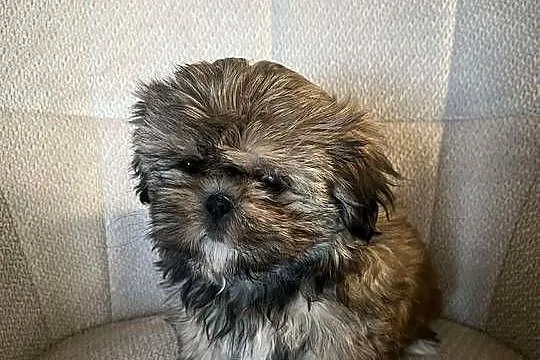 Szczeniak Shih tzu