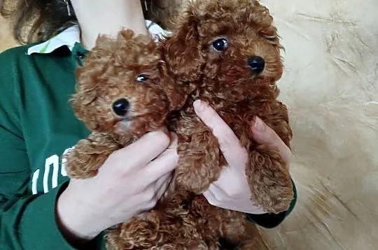 Pudle toy, Lubelskie, Kąkolewnica