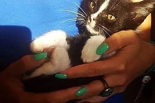 Uroczy Kiciuś do adopcji ,  mazowieckie Warszawa