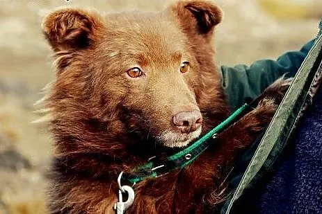 Adoptuj Wedla, a zyskasz wiernego i pięknego przyj