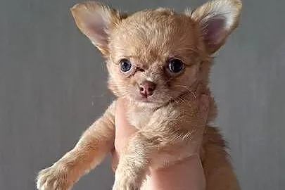 Chihuahua suczka długowłosa choco merle