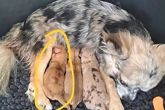 Chihuahua suczka długowłosa choco merle, Opolskie, Chrząstowice