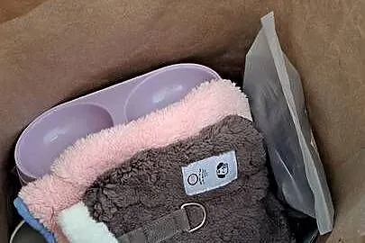 Chihuahua suczka długowłosa choco merle, Opolskie, Chrząstowice