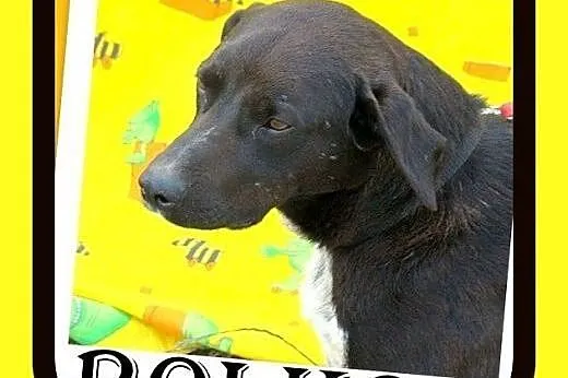 Akceptuje inne psy,łagodny,średniej wielkości,pies BOLKO ADOPCJA,  małopolskie Tarnów