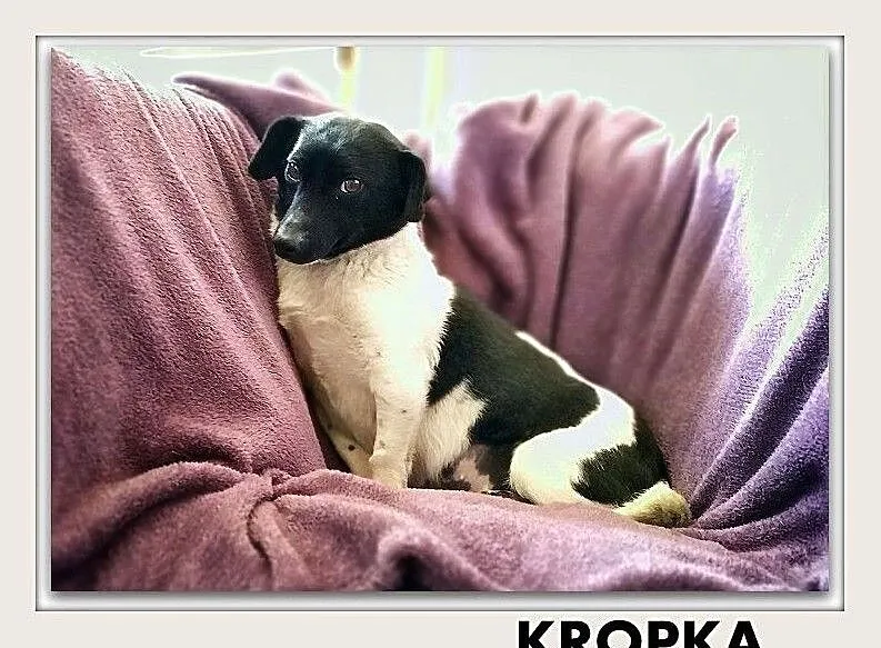 KROPKA,6kg,mała,kochana,grzeczna,łagodna,rodzinna,sterylizowana suczka.ADOPCJA, Mazowieckie, Warszawa