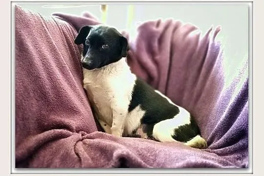 KROPKA,6kg,mała,kochana,grzeczna,łagodna,rodzinna,sterylizowana suczka.ADOPCJA, Mazowieckie, Warszawa