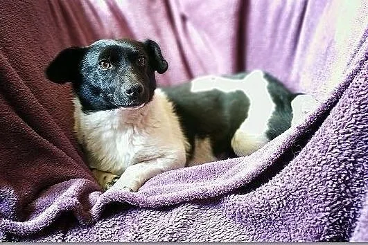 KROPKA,6kg,mała,kochana,grzeczna,łagodna,rodzinna,sterylizowana suczka.ADOPCJA, Mazowieckie, Warszawa