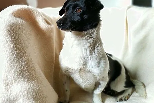 KROPKA,6kg,mała,kochana,grzeczna,łagodna,rodzinna,sterylizowana suczka.ADOPCJA, Mazowieckie, Warszawa