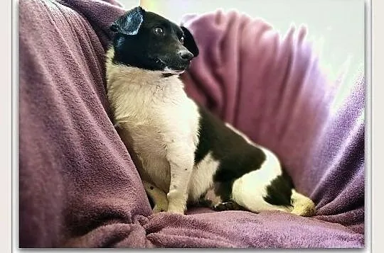 KROPKA,6kg,mała,kochana,grzeczna,łagodna,rodzinna,sterylizowana suczka.ADOPCJA, Mazowieckie, Warszawa
