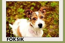 FOKSIK,terier mix,mały,młody,łagodny,rodzinny pies, Wrocław