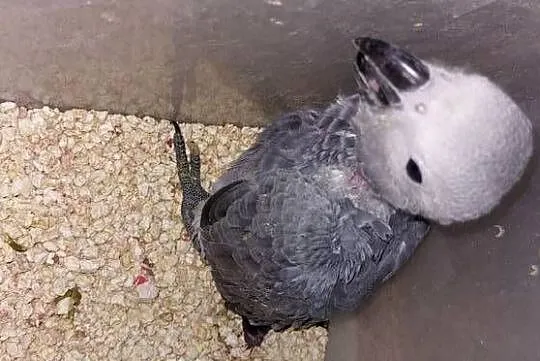 Żako do dalszego karmienia, Śląskie, Wodzisław Śląski