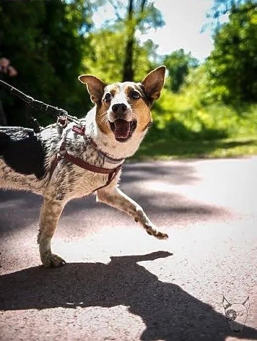 Gacek super psiak szuka domu!, mazowieckie Warsza