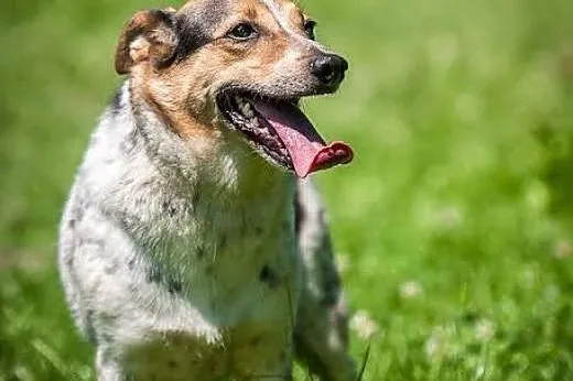 Gacek super psiak szuka domu!,  mazowieckie Warsza