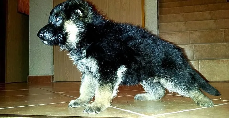 Owczarki niemieckie