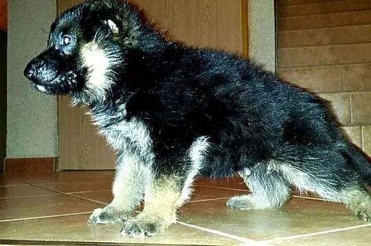 Owczarki niemieckie