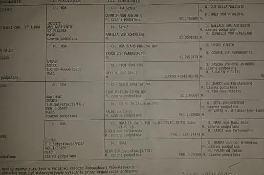 Owczarki niemieckie