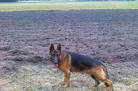 Owczarki niemieckie