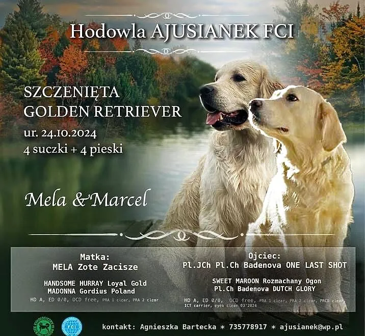 Golden Retriever FCI, Zachodniopomorskie, Stargard