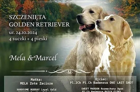Golden Retriever FCI, Zachodniopomorskie, Stargard