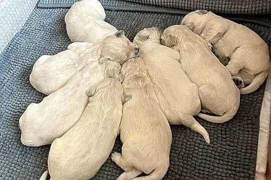 Golden Retriever FCI, Zachodniopomorskie, Stargard