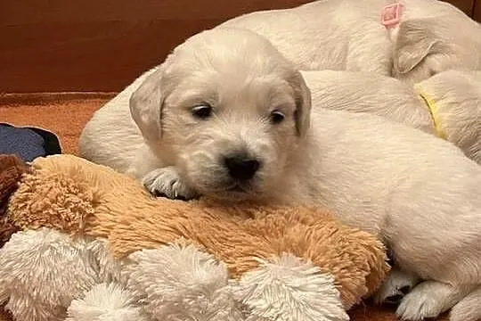 Golden Retriever FCI, Zachodniopomorskie, Stargard