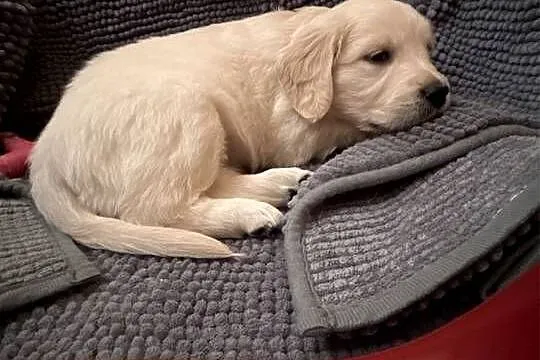 Golden Retriever FCI, Zachodniopomorskie, Stargard
