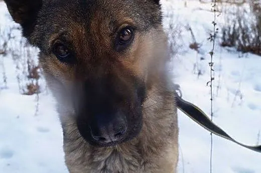 Jestem Alfa, podaruj mi nowe życie,  Kundelki cała