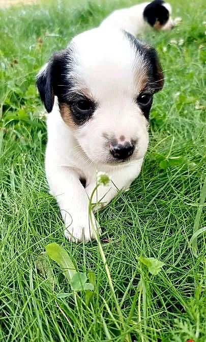 Jack Russell terrier szczenięta pieski i suczki PHU rodowód, Świętokrzyskie, Sandomierz
