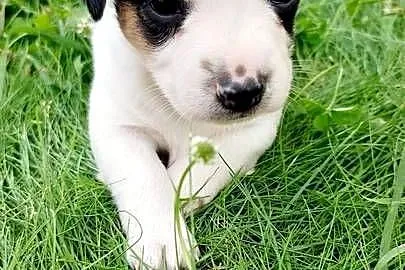 Jack Russell terrier szczenięta pieski i suczki PHU rodowód, Świętokrzyskie, Sandomierz