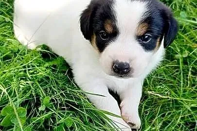 Jack Russell terrier szczenięta pieski i suczki PHU rodowód, Świętokrzyskie, Sandomierz
